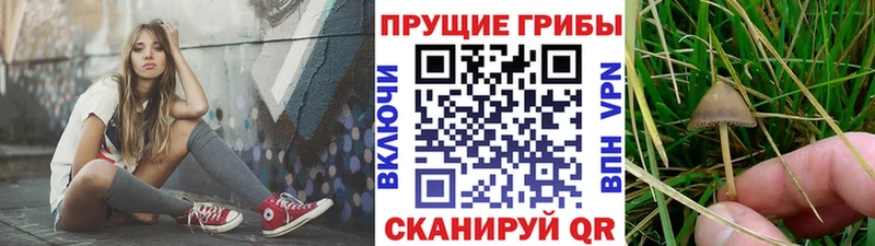 Псилоцибиновые грибы Psilocybine cubensis  даркнет какой сайт  Обоянь  магазин   